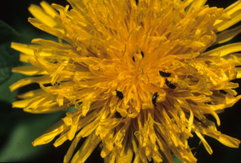 Lwenzahn mit Bltenkfern (S. Diehl)