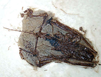 Hassianycteris messelensis (Bild: D. Diehl)