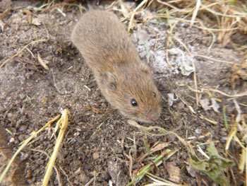 Feldmaus von Dirk Diehl