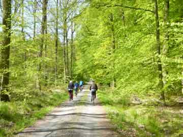 Links vom Weg Eichen, rechts Buchen