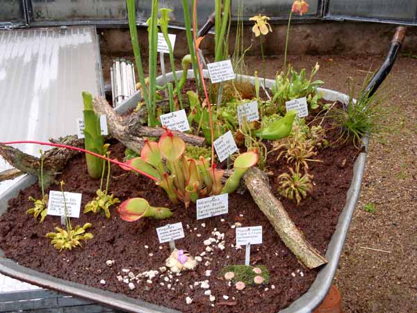 Fleischfressnde Pflanzen. D. DIehl