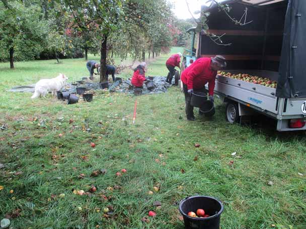 Obstlese NABU Langstadt 2025. D. Diehl