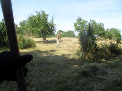 Bei der Heuerente. D. Diehl