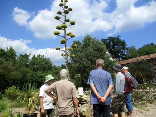 Im botanischen Garten Darrstadt. D. Diehl