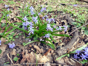 Blaustern. D. Diehl