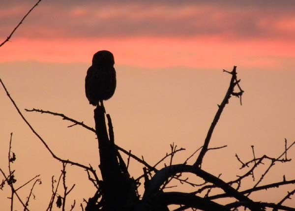 Steinkauz vor Abendhimmel. O. Diehl