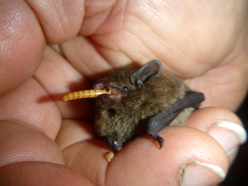 Zwergfledermaus in Pflege. D. Diehl