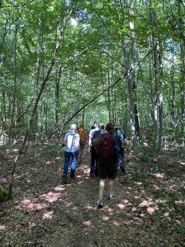 Auf Pfaden durch naturnahne Wald. K. Wrther