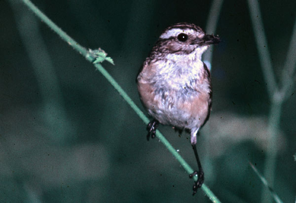 Braunkehlchen (W.). O. Diehl