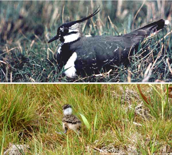 Kiebitz brtend (O. Diehl). Jungvogel (D. Diehl) 
