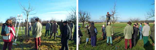 Eindrcke vom Obstbaum-Schnittkurs
