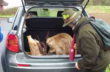 Biber-Pr�parat im Auto..