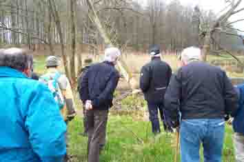 Bei vom Biber gef�llten B�umen. 