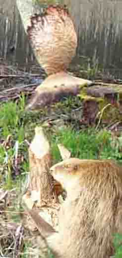 Montage Biberprparat und gefllter Baum