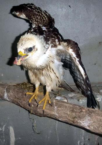 Pflegling Wespenbussard (D. Diehl)