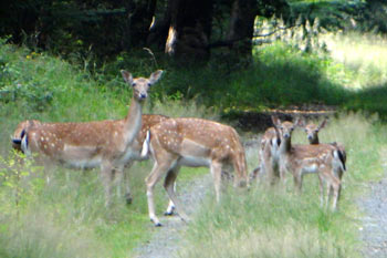 Damwild im Mnchbruch. Dirk A. Diehl