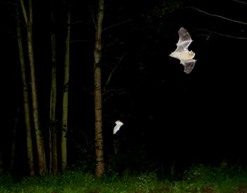 Zwergfledermaus auf der Jagd. (Dirk Diehl)