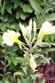 Nachtkerze am Morgen.