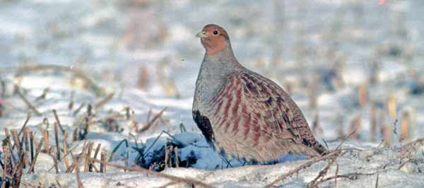 Rebhuhn im Winter