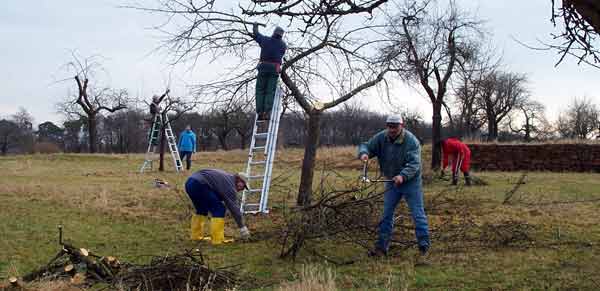 Arbeit auf der Obstwiese (D. Diehl)