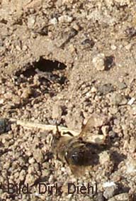 Bau von Philanthus triangulum - Bienenwolf