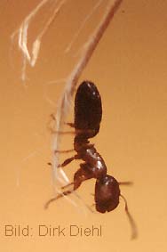 Camponotus truncatus - Stpselkopf-Ameise