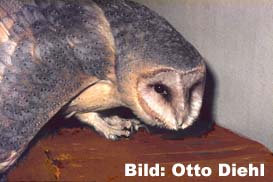 Schleiereule Altvogel
