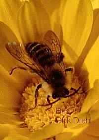 Dasypoda hirtipes - Hosenbiene