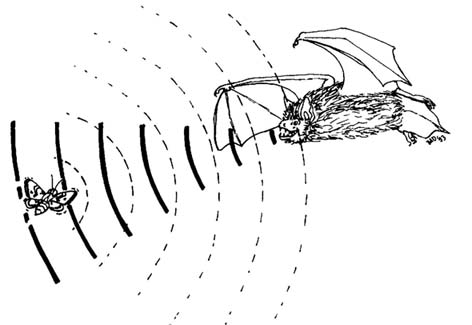 Schema der Echoortung