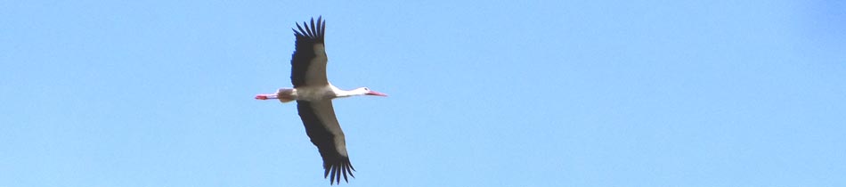 fliegender Weistroch (Dirk Diehl)