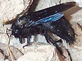 Xylocopa violacea - Holzbiene